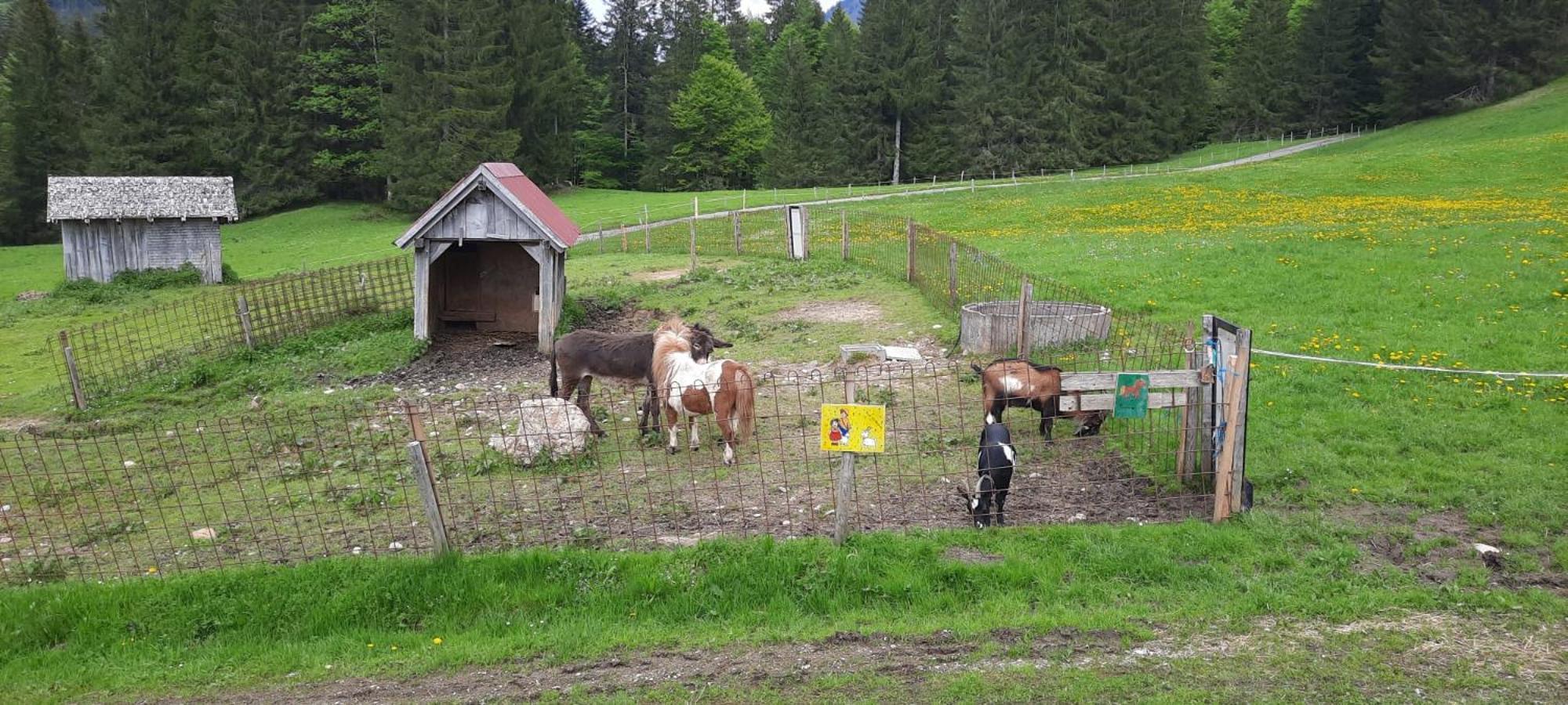 Jausenstation Neuschwand Hittisau Exterior foto